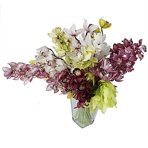 Forum Orchidées, une passion à partager 