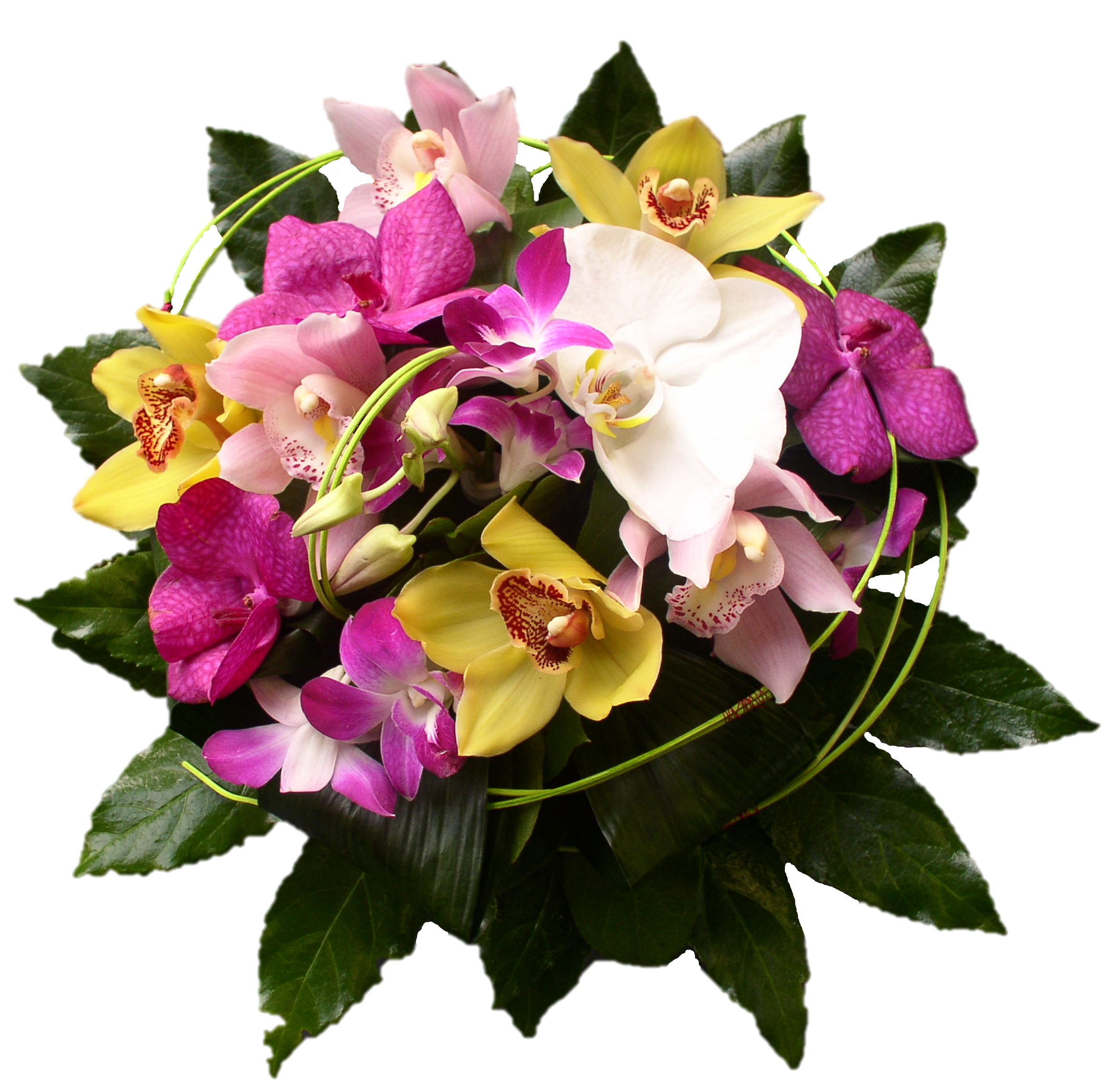 image d&rsquo;orchidee
